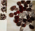 Assorted pinecones on a textured surface with close-up insets.
