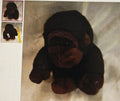 FAO Schwarz Brown Stuffed Gorilla
